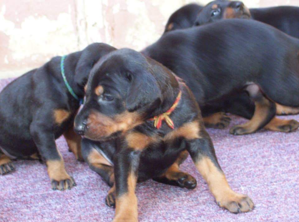 Puppy 1