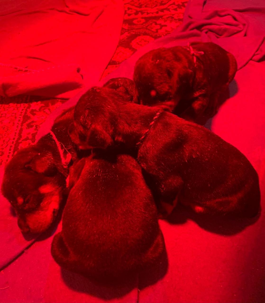 Puppy 10