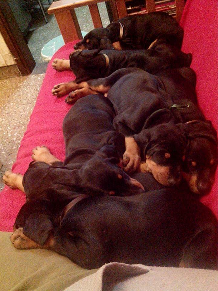 Puppy 3