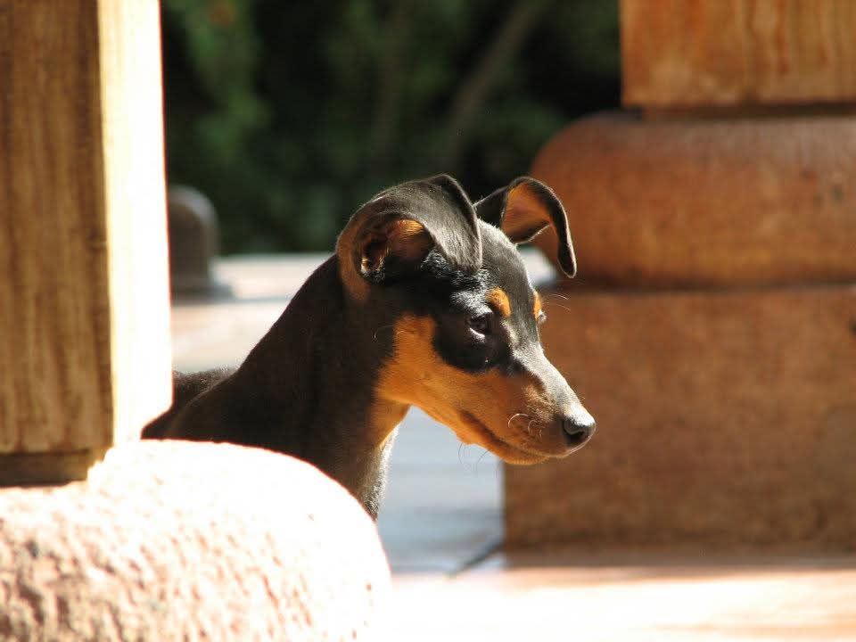 Puppy 7